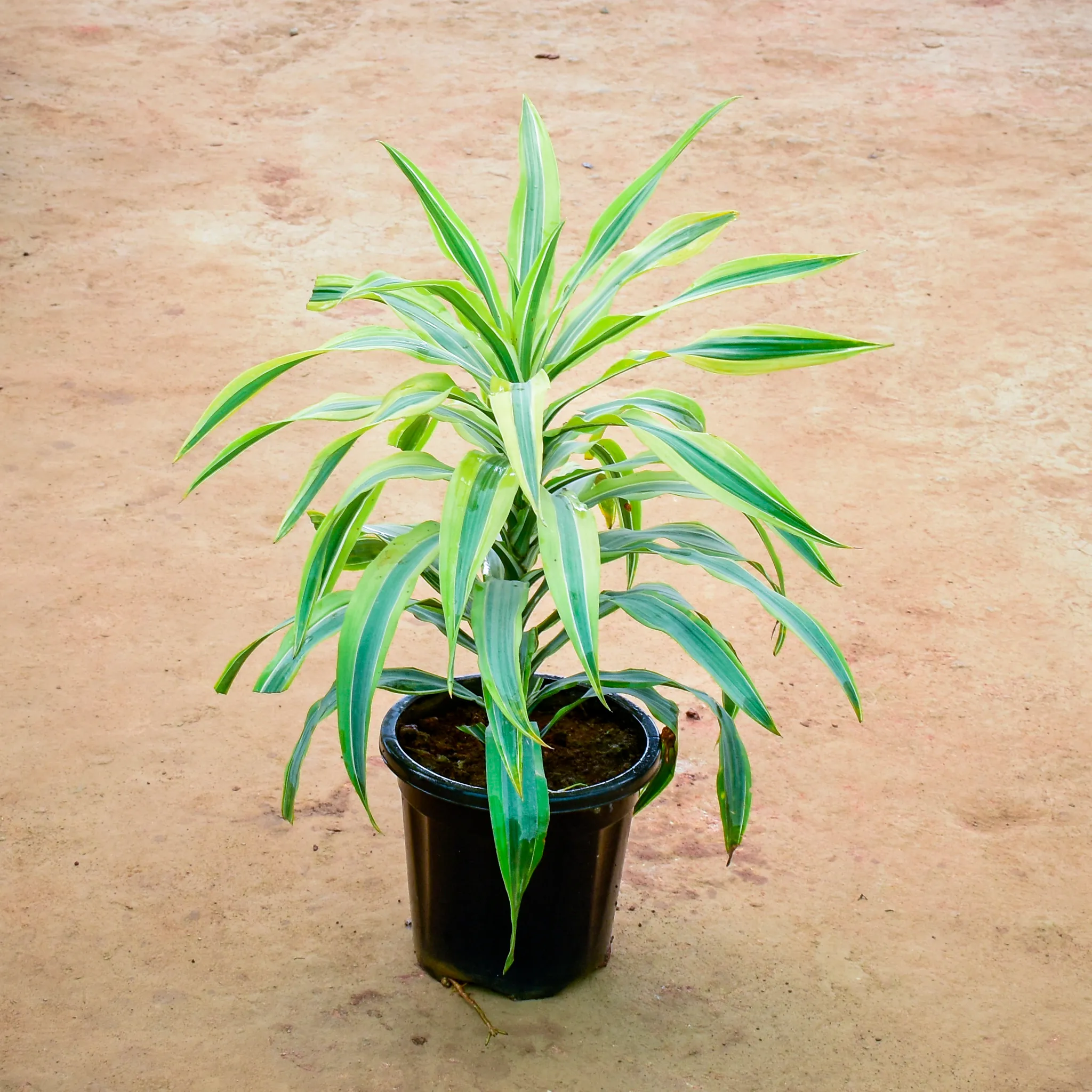 Dracaena Messenger / Song of India Green in 10 Inch Nursery Pot