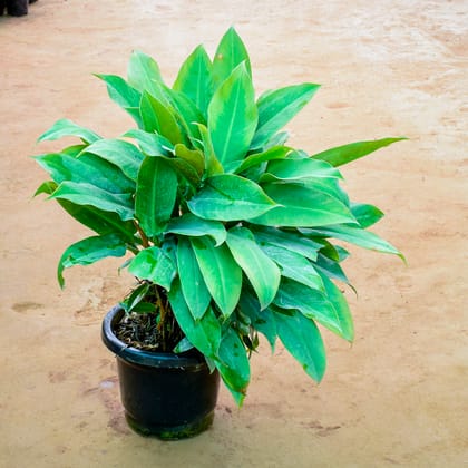 Buy Philodendron Narrow Leaf in 10 Inch Nursery Pot Online | Urvann.com