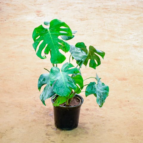 Monstera Deliciosa in 6 Inch Nursery Pot