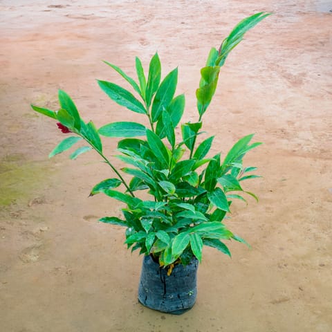 Heliconia in 12 Inch Nursery Bag