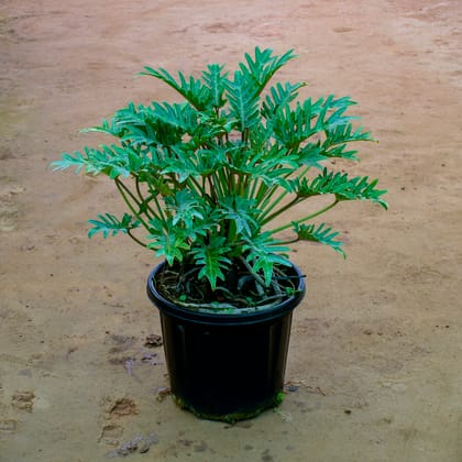 Buy Xanadu Green in 12 Inch Nursery Pot Online | Urvann.com