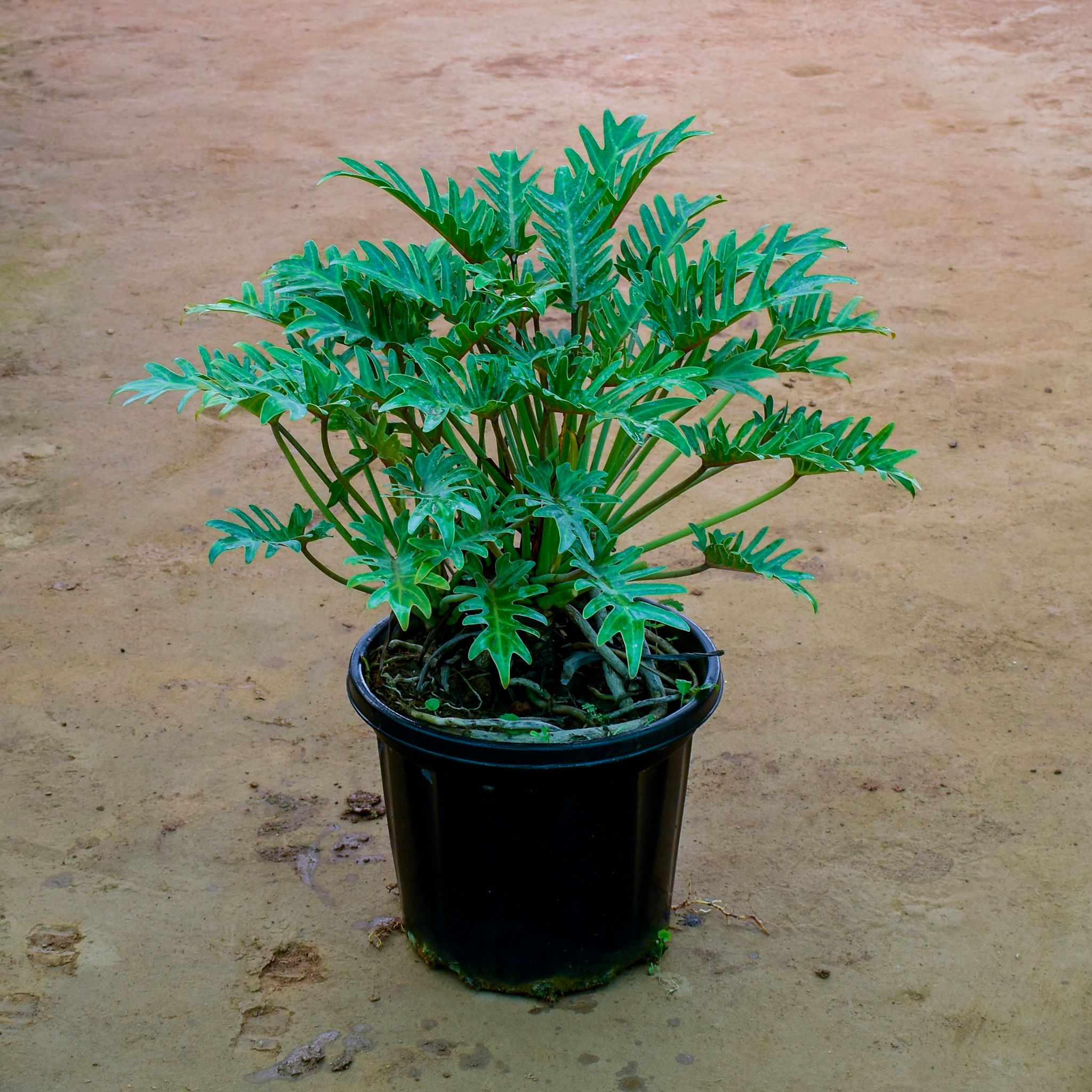 Xanadu Green in 12 Inch Nursery Pot