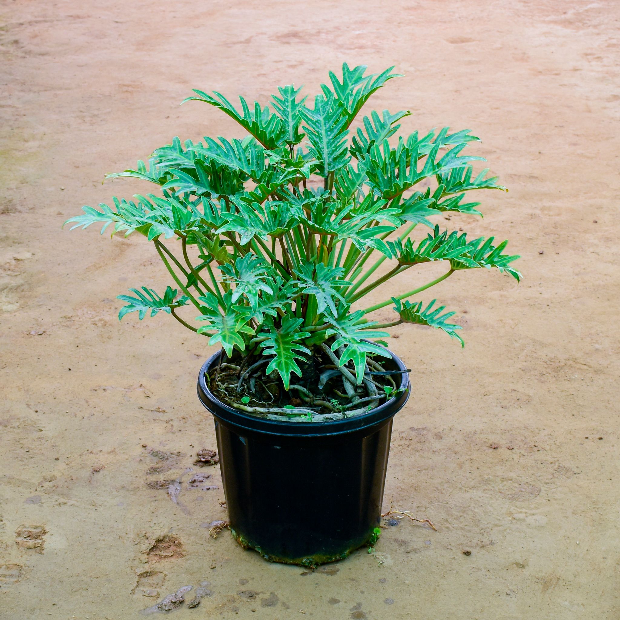Xanadu Green in 12 Inch Nursery Pot
