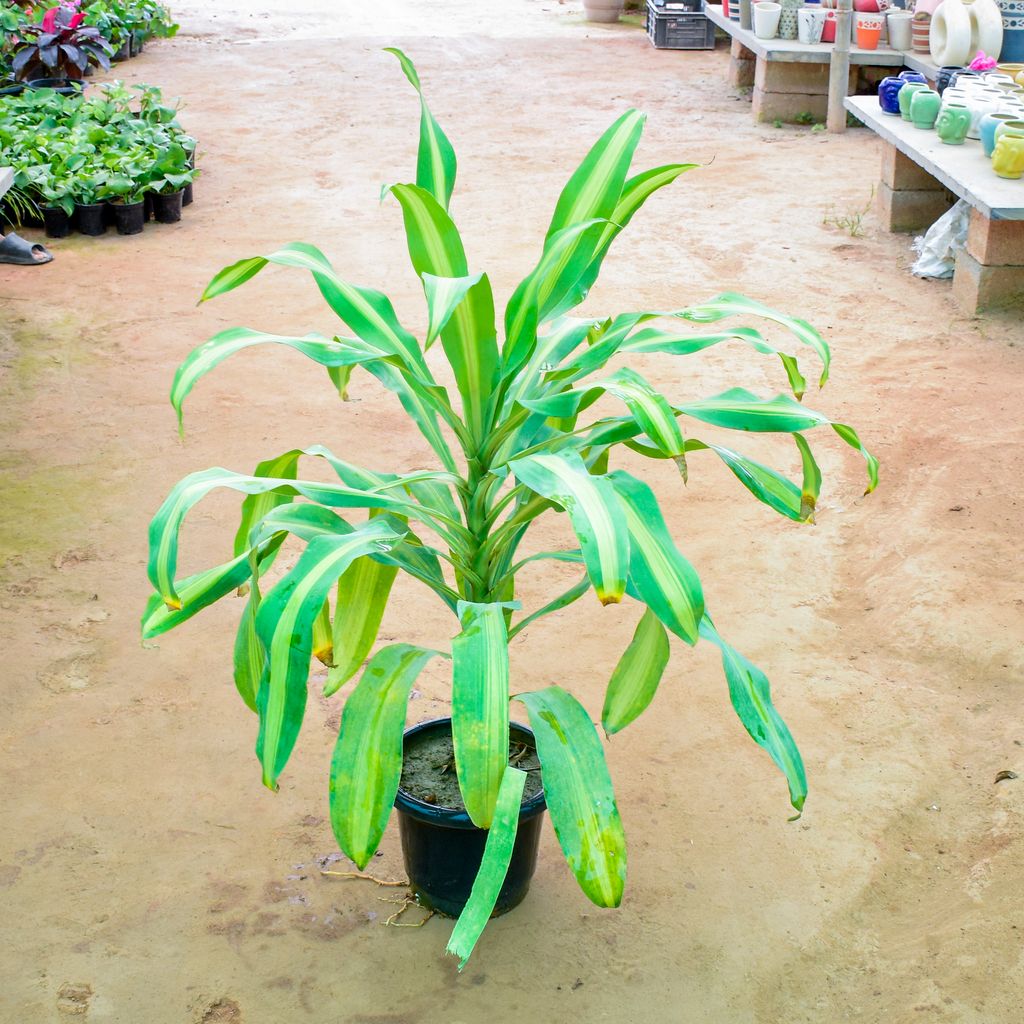 Dracaena Messenger / Song of India in 10 Inch Nursery Pot