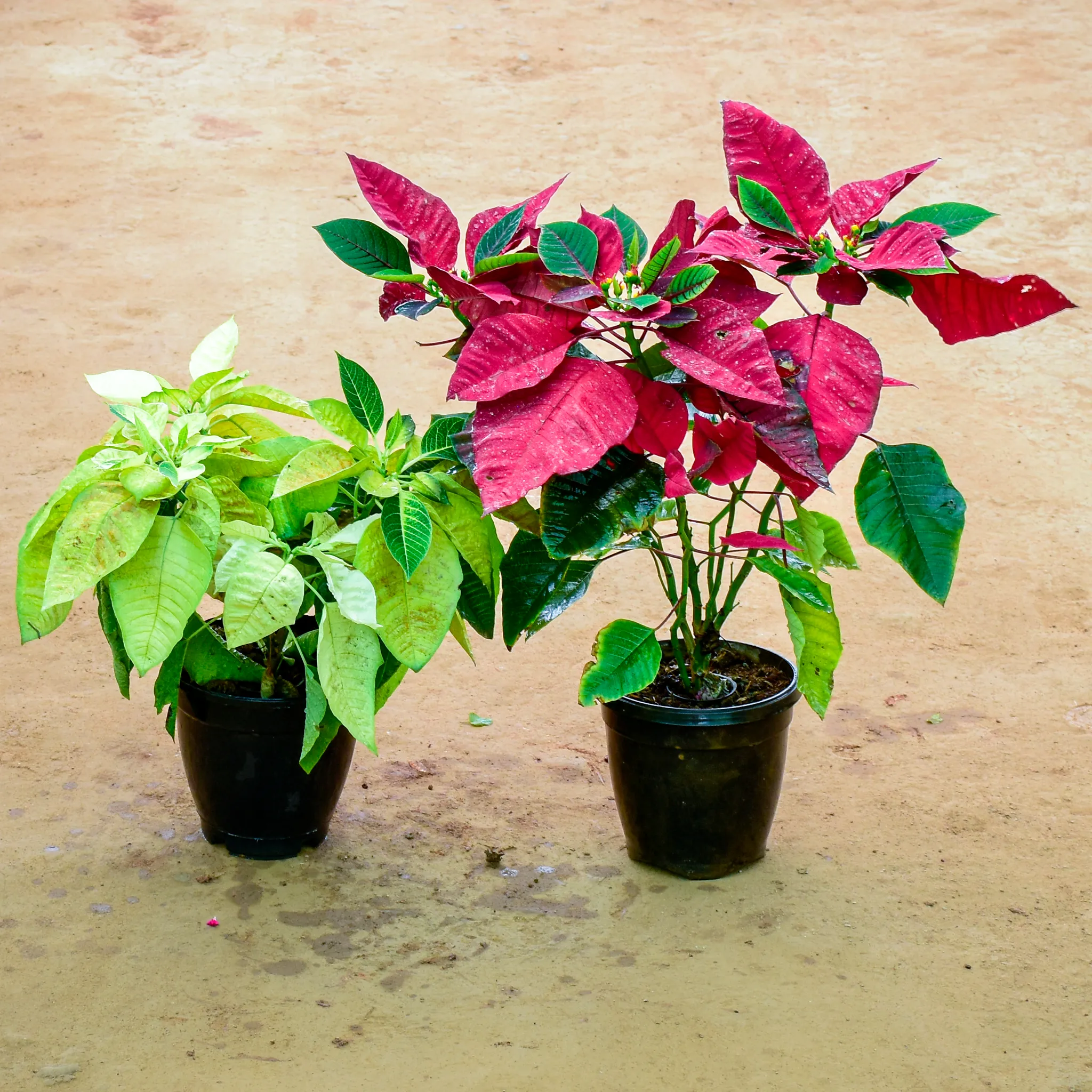 Set of 2 - Poinsettia / Christmas Flower (Green, Red) in 6 Inch Nursery Pot