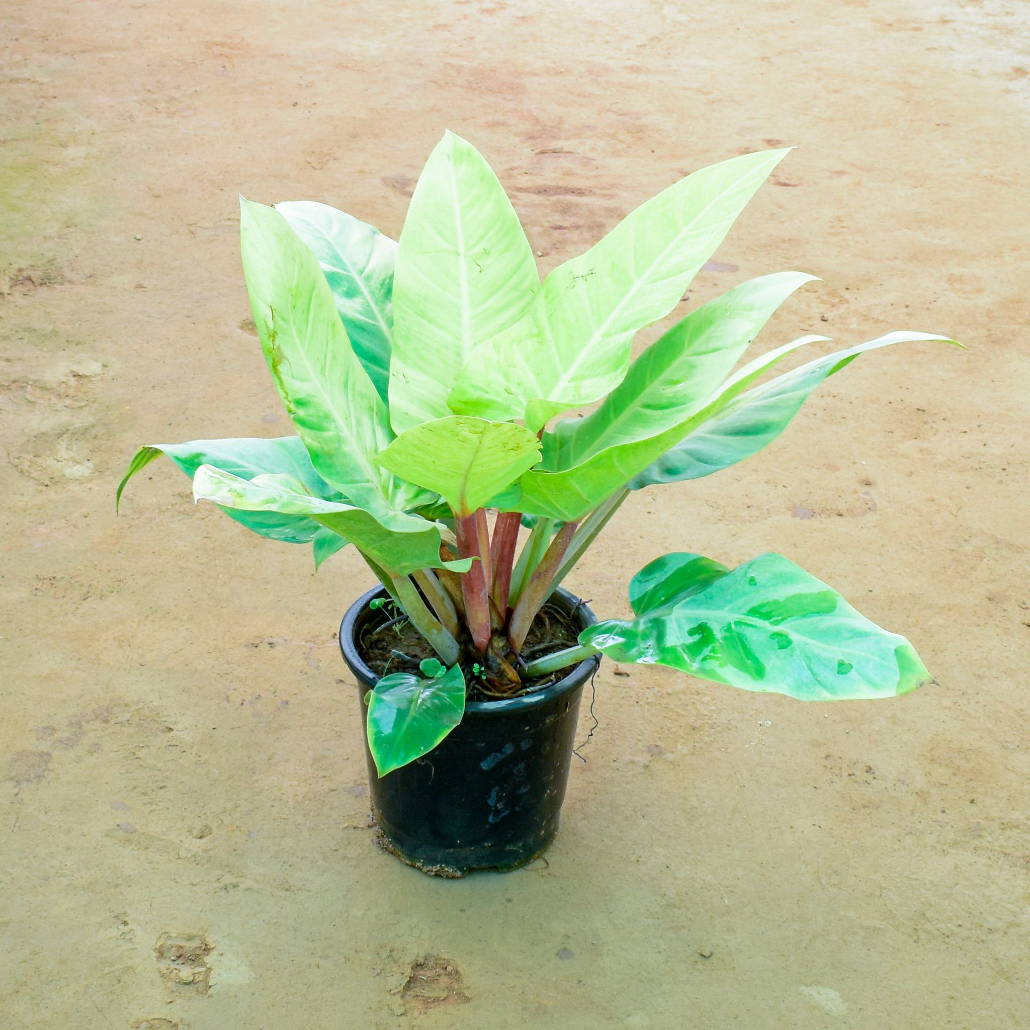 Philodendron Golden Congo in 10 Inch Nursery Pot
