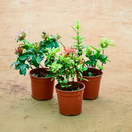 Buy Set of 3 - Ixora (Any Colour) in 6 Inch Nursery Pot Online | Urvann.com