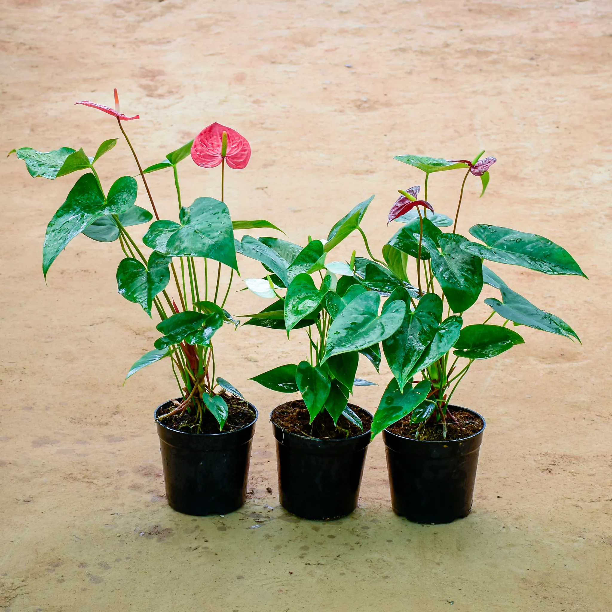 Set of 3 - Anthurium (Red, Dark Red, White) in 6 Inch Nursery Pot