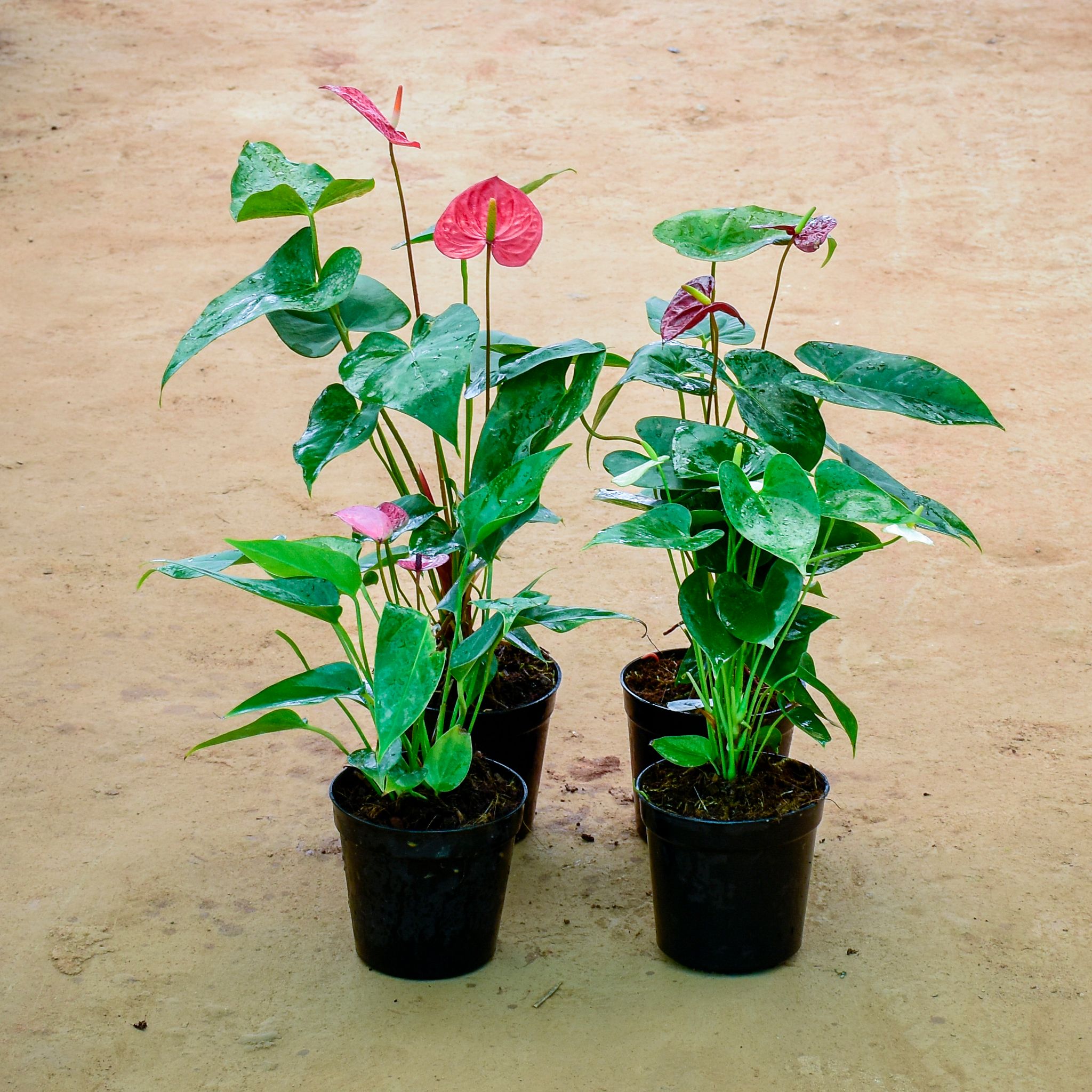 Set of 4 - Anthurium (Any Colour) in 6 Inch Nursery Pot