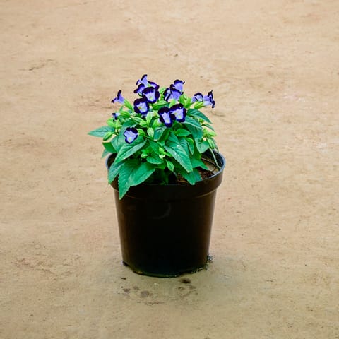 Torenia / Wishbone (any colour) in 6 Inch Nursery Pot