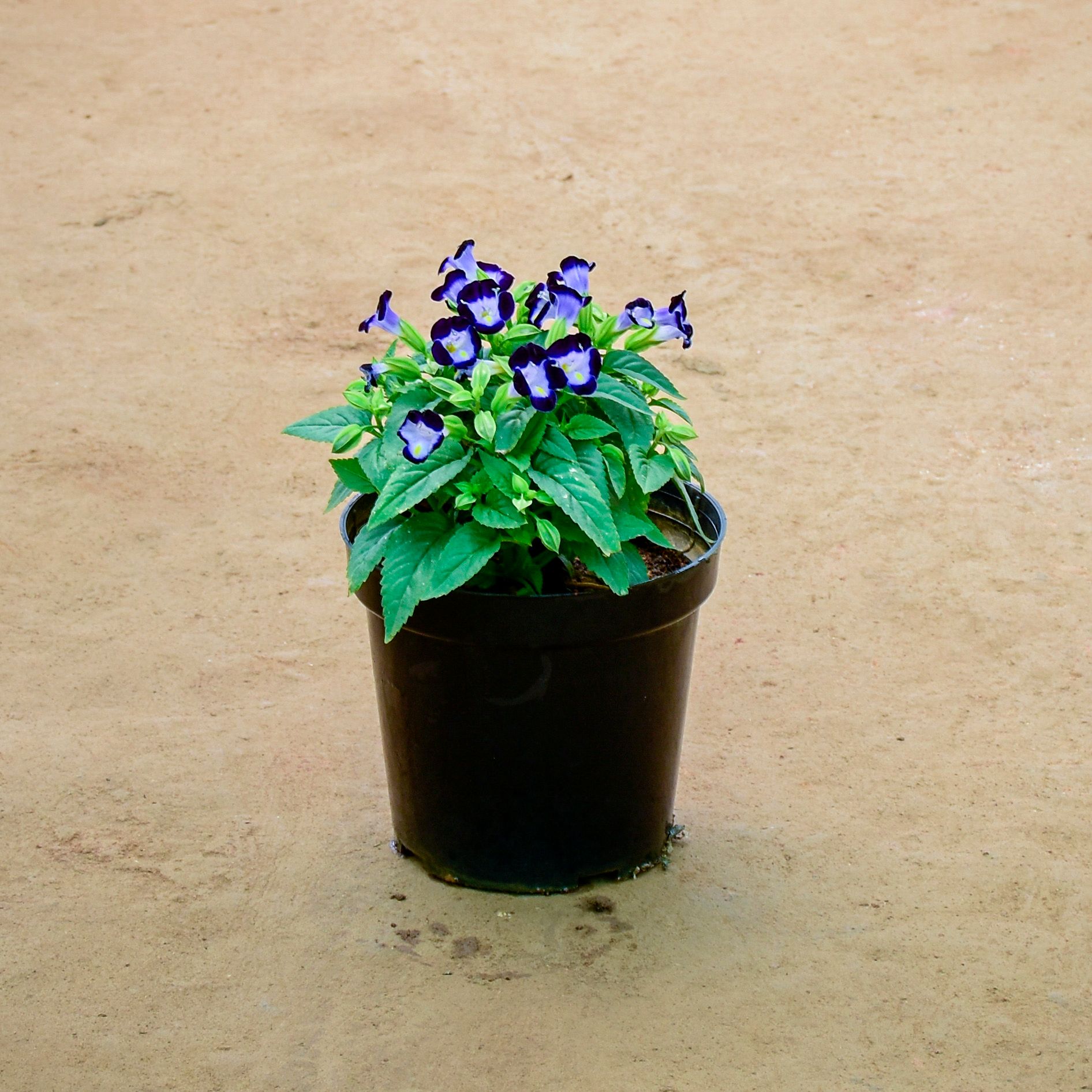 Torenia / Wishbone (any colour) in 6 Inch Nursery Pot