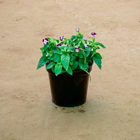 Torenia / Wishbone (any colour) in 6 Inch Nursery Pot