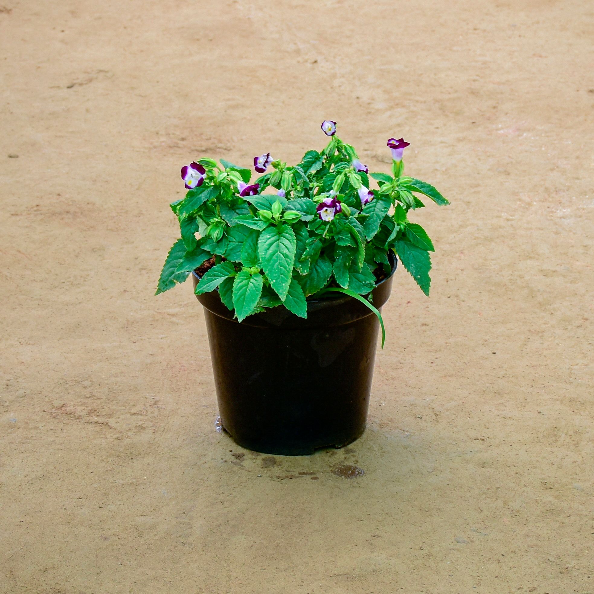 Torenia / Wishbone (any colour) in 6 Inch Nursery Pot