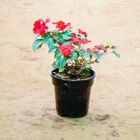 Balsam (Any Colour) in 5 Inch Nursery Pot