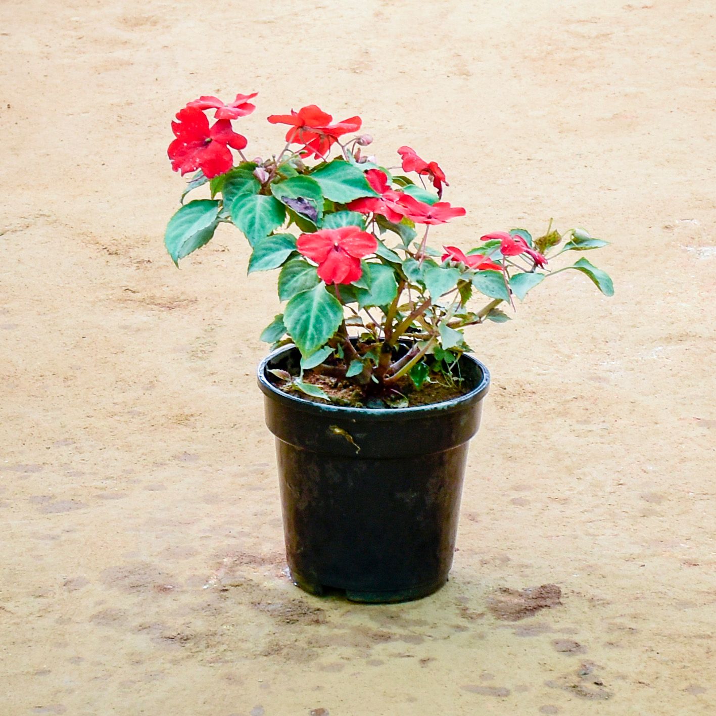 Balsam (Any Colour) in 5 Inch Nursery Pot