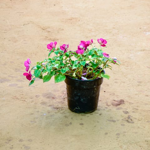 Balsam (Any Colour) in 6 Inch Nursery Pot