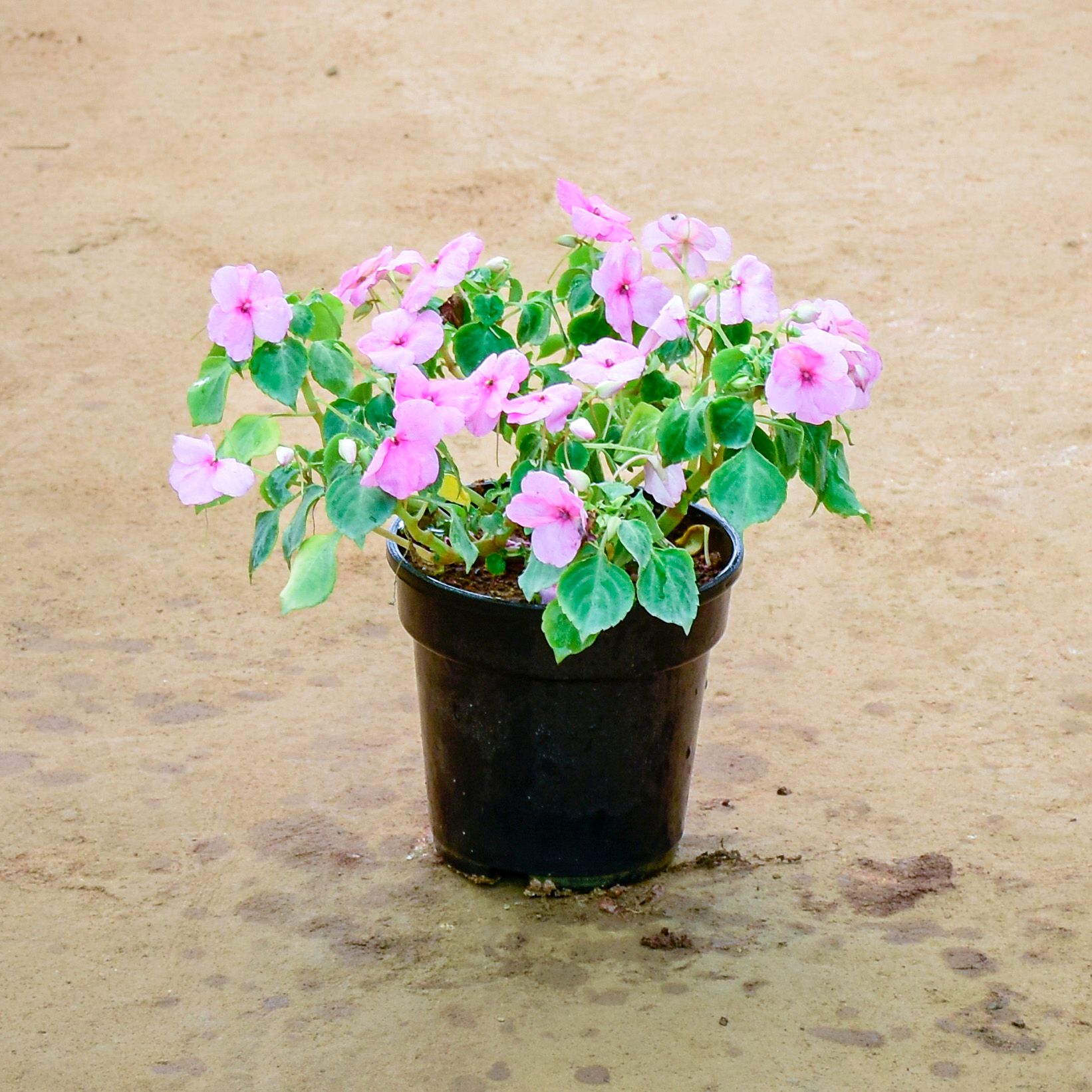 Balsam (Any Colour) in 6 Inch Nursery Pot
