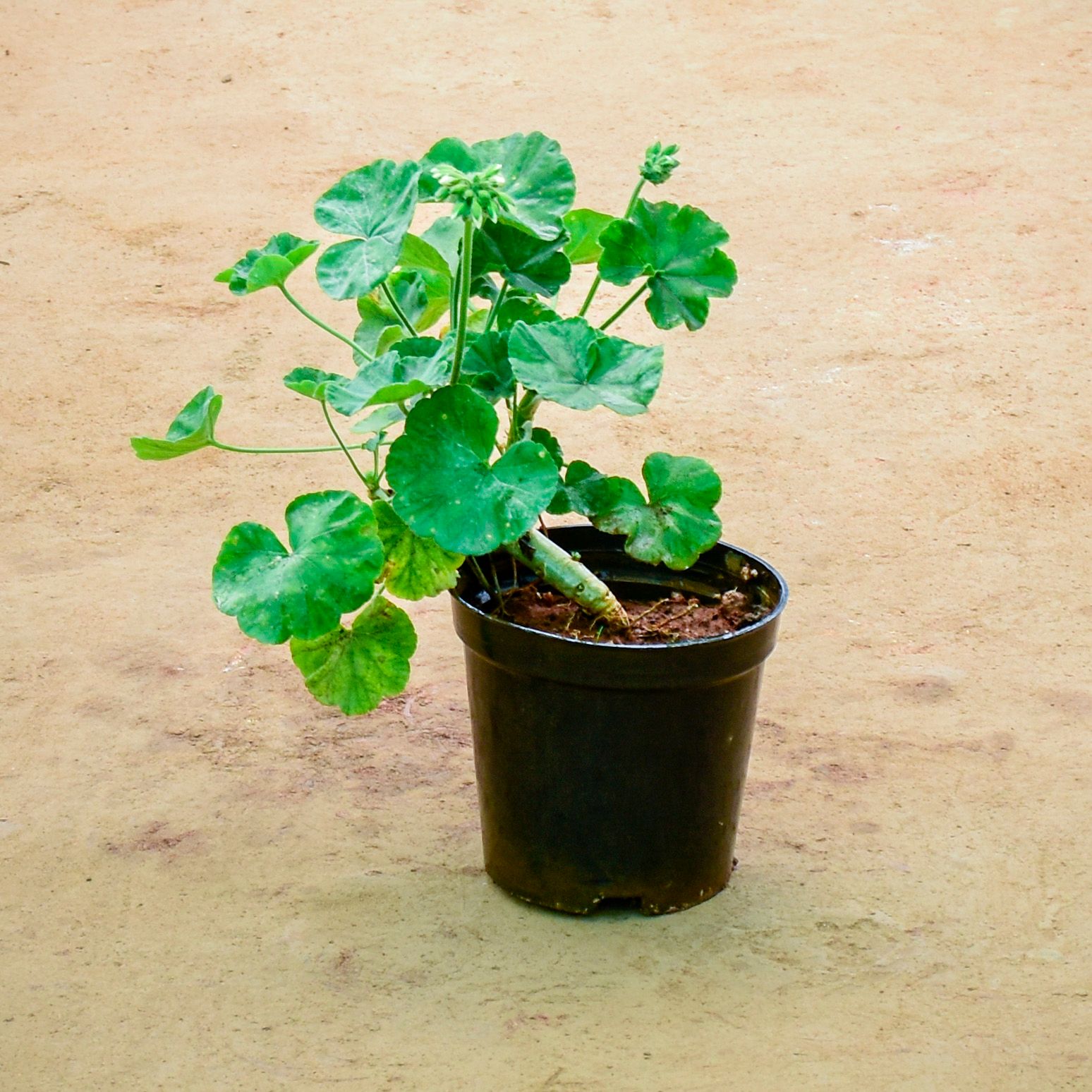 Geranium (Any Colour) in 6 Inch Nursery Pot