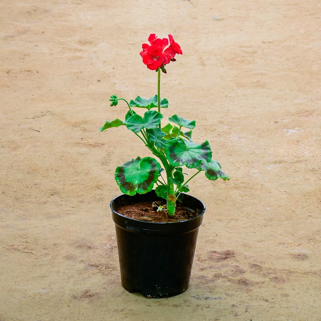 Buy Geranium Red in 6 Inch Nursery Pot Online | Urvann.com Geranium Red in 6 Inch Nursery Pot