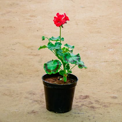Buy Geranium Red in 6 Inch Nursery Pot Online | Urvann.com