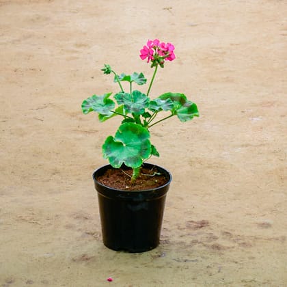 Buy Geranium Pink in 6 Inch Nursery Pot Online | Urvann.com