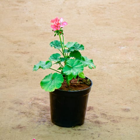 Geranium (Any Colour) in 6 Inch Nursery Pot