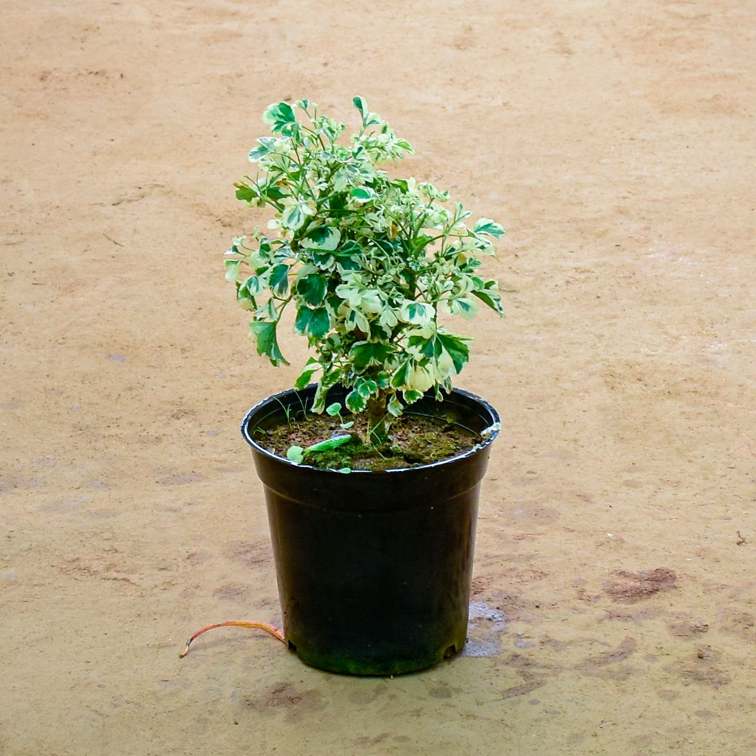 Aralia White in 6 Inch Nursery Pot