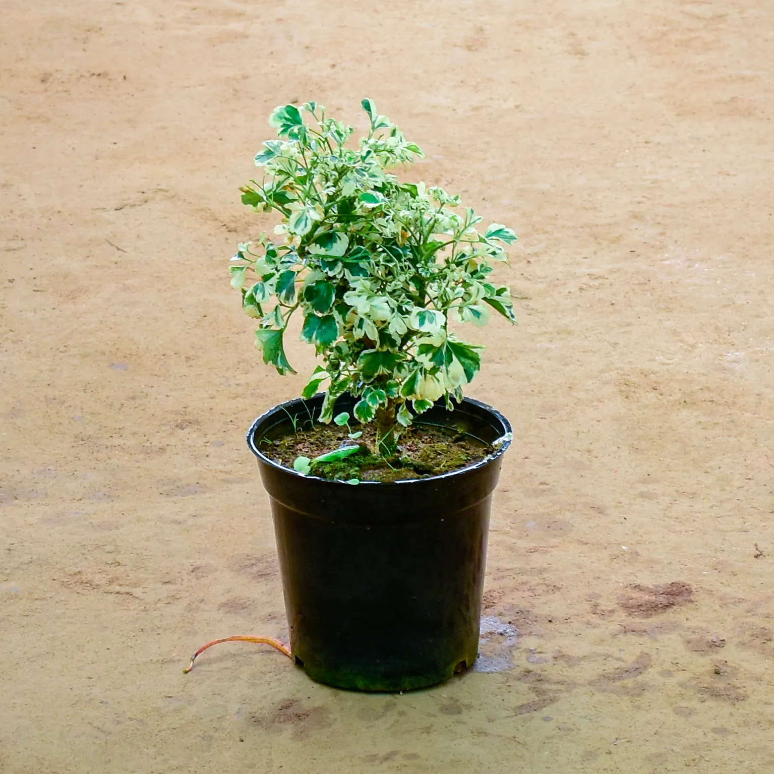 Aralia White in 6 Inch Nursery Pot