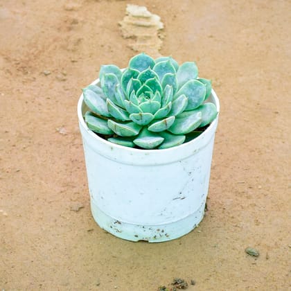 Buy Echeveria Elegans Succulent in 3 Inch Nursery Pot Online | Urvann.com