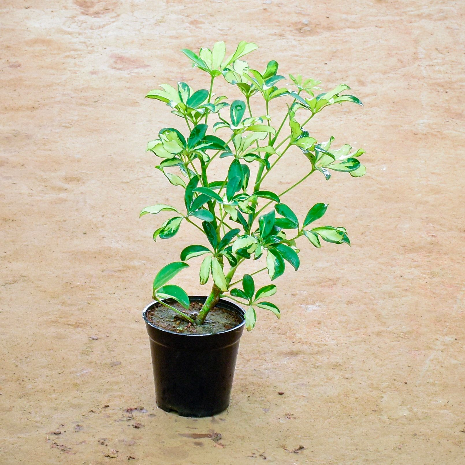 Schefflera Variegated in 6 Inch Nursery Pot