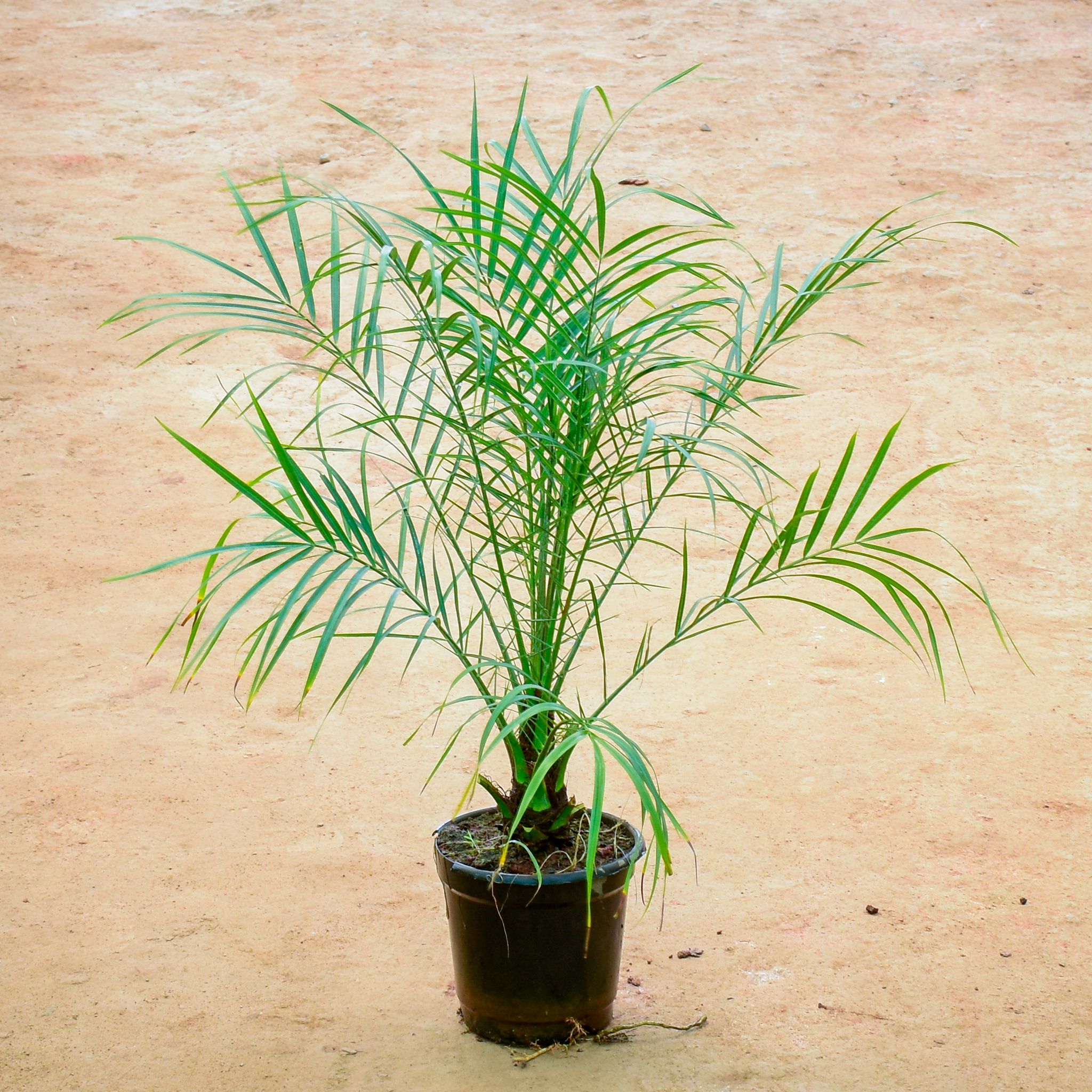 Phoenix Palm in 6 Inch Nursery Pot