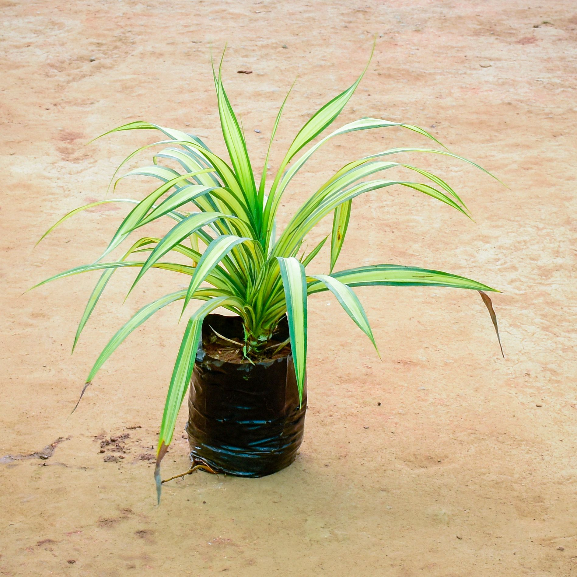 Pandanus / Screwpine in 10 Inch Nursery Bag