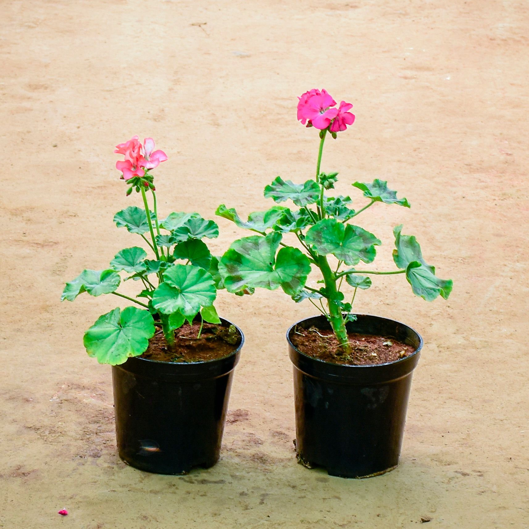 Set of 2 - Geranium (Any Colour) in 6 Inch Nursery Pot