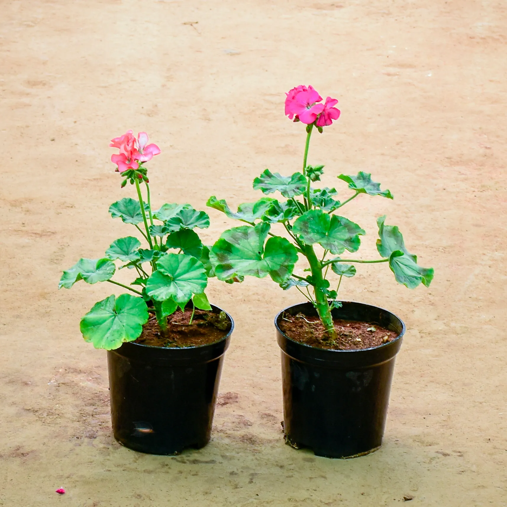 Set of 2 - Geranium (Any Colour) in 6 Inch Nursery Pot