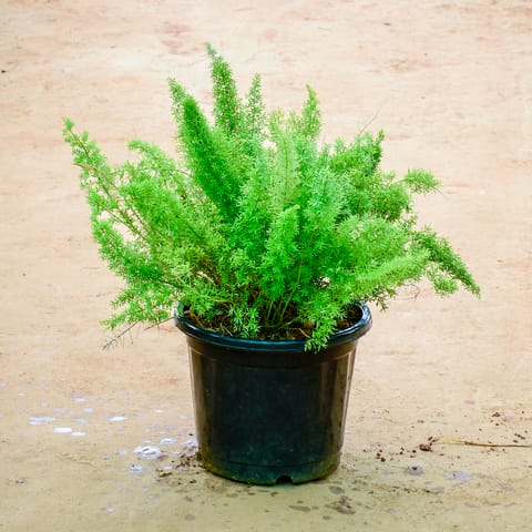 Asparagus Mayuri in 12 Inch Nursery Pot