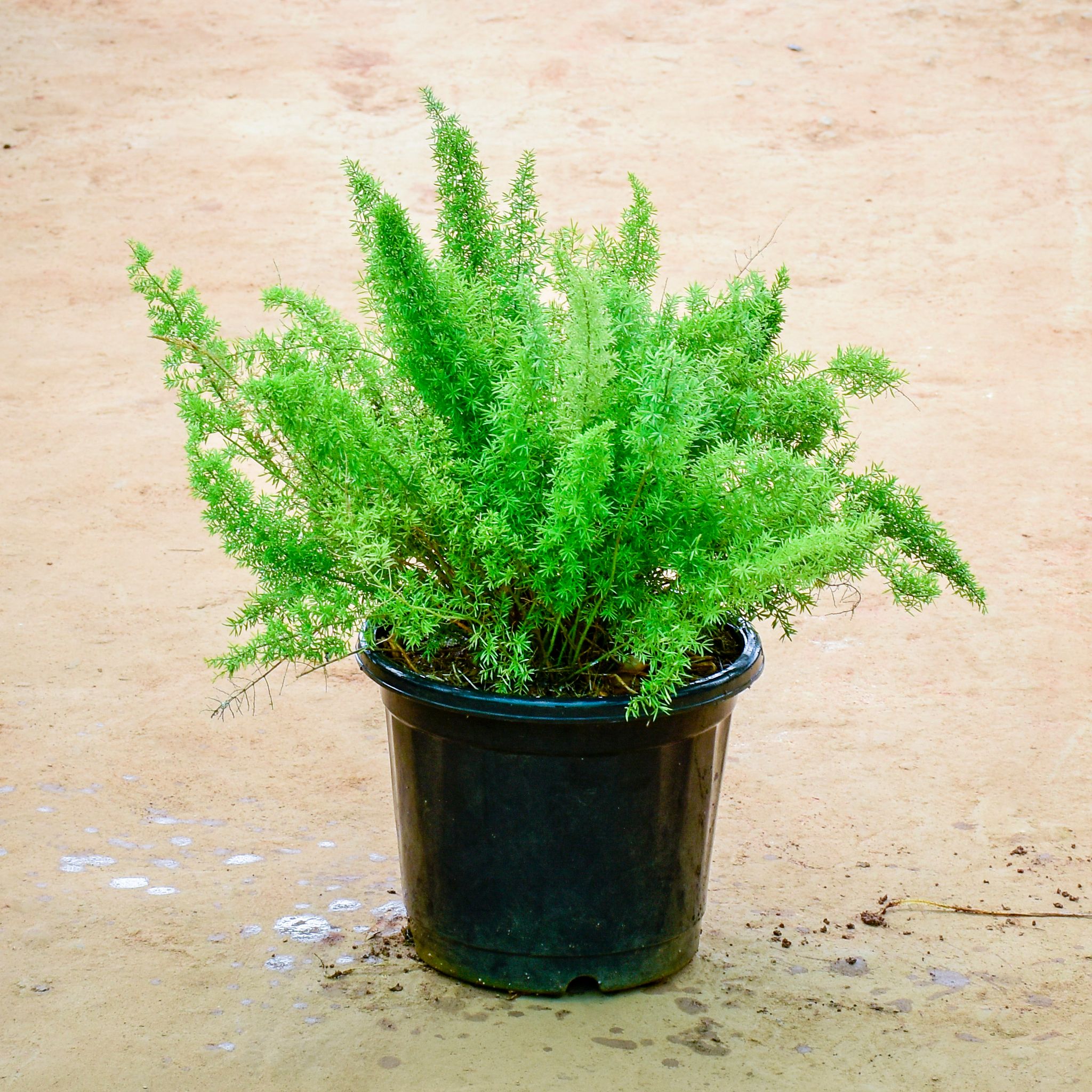 Asparagus Mayuri in 12 Inch Nursery Pot