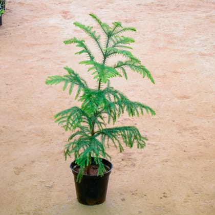 Buy Araucaria / Christmas Tree in 6 Inch Nursery Pot Online | Urvann.com