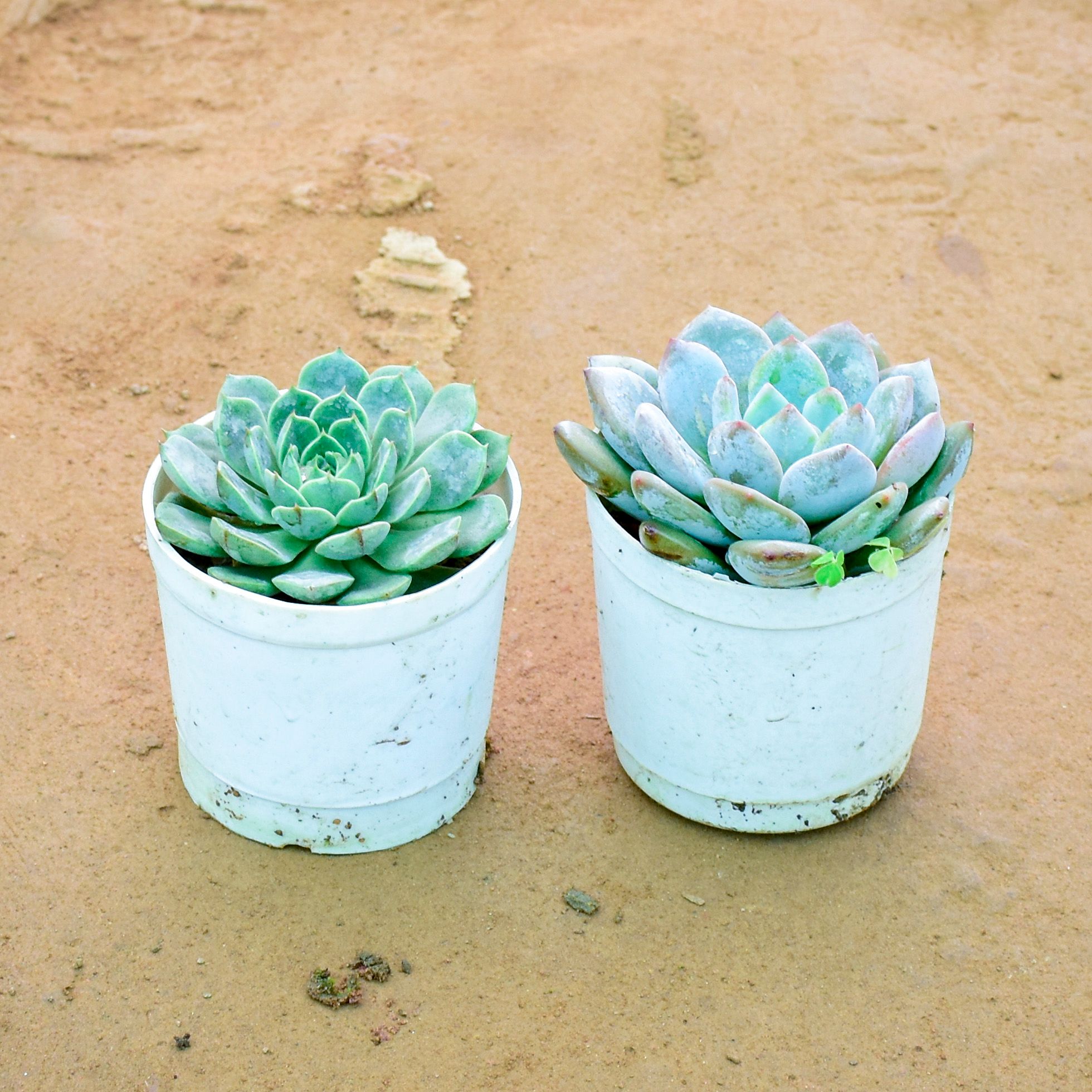 Set of 2 - Echeveria Elegans Succulent in 3 Inch Nursery Pot