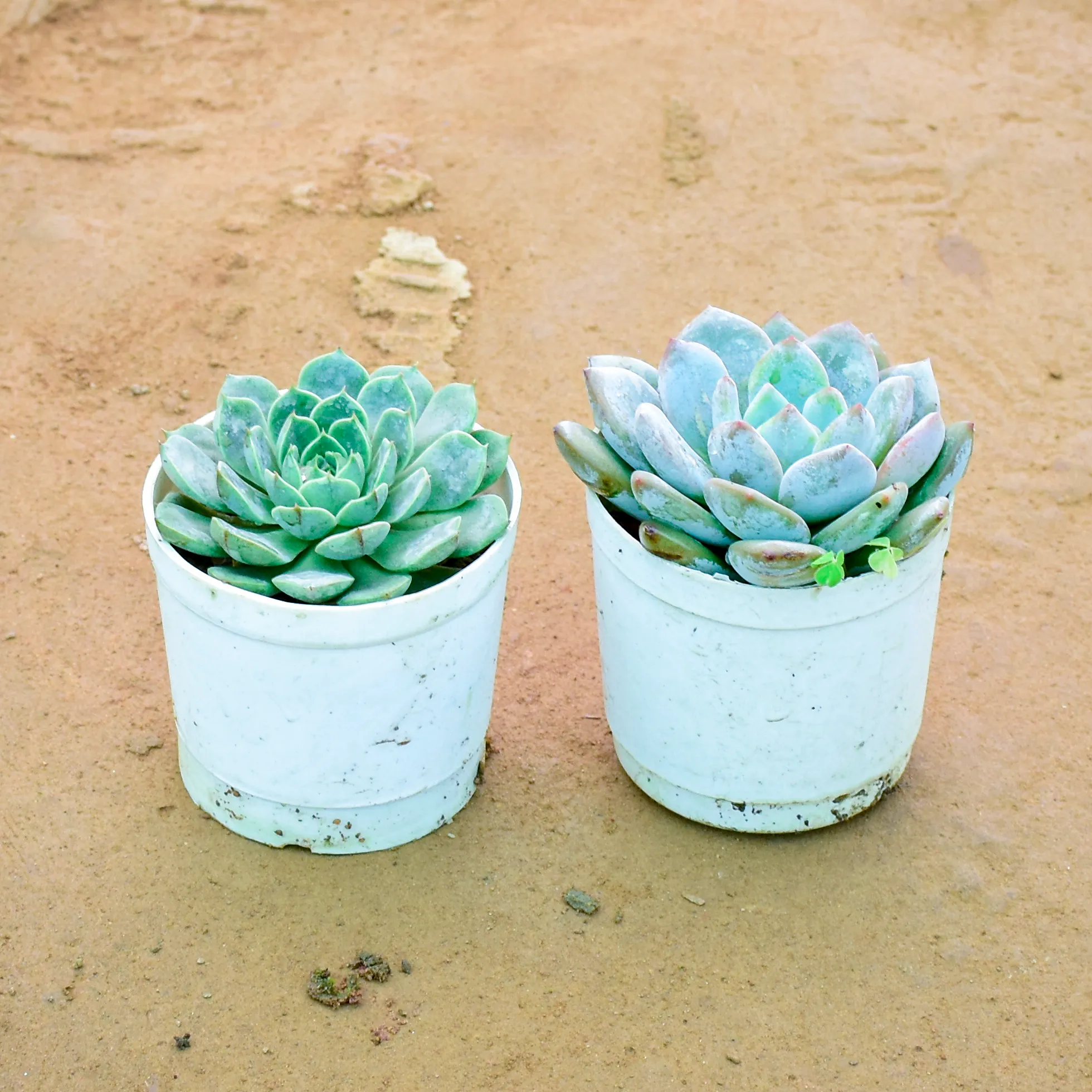 Set of 2 - Echeveria Elegans Succulent in 3 Inch Nursery Pot