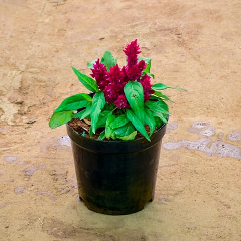 Celosia / Cockscomb Pink in 6 Inch Nursery Pot