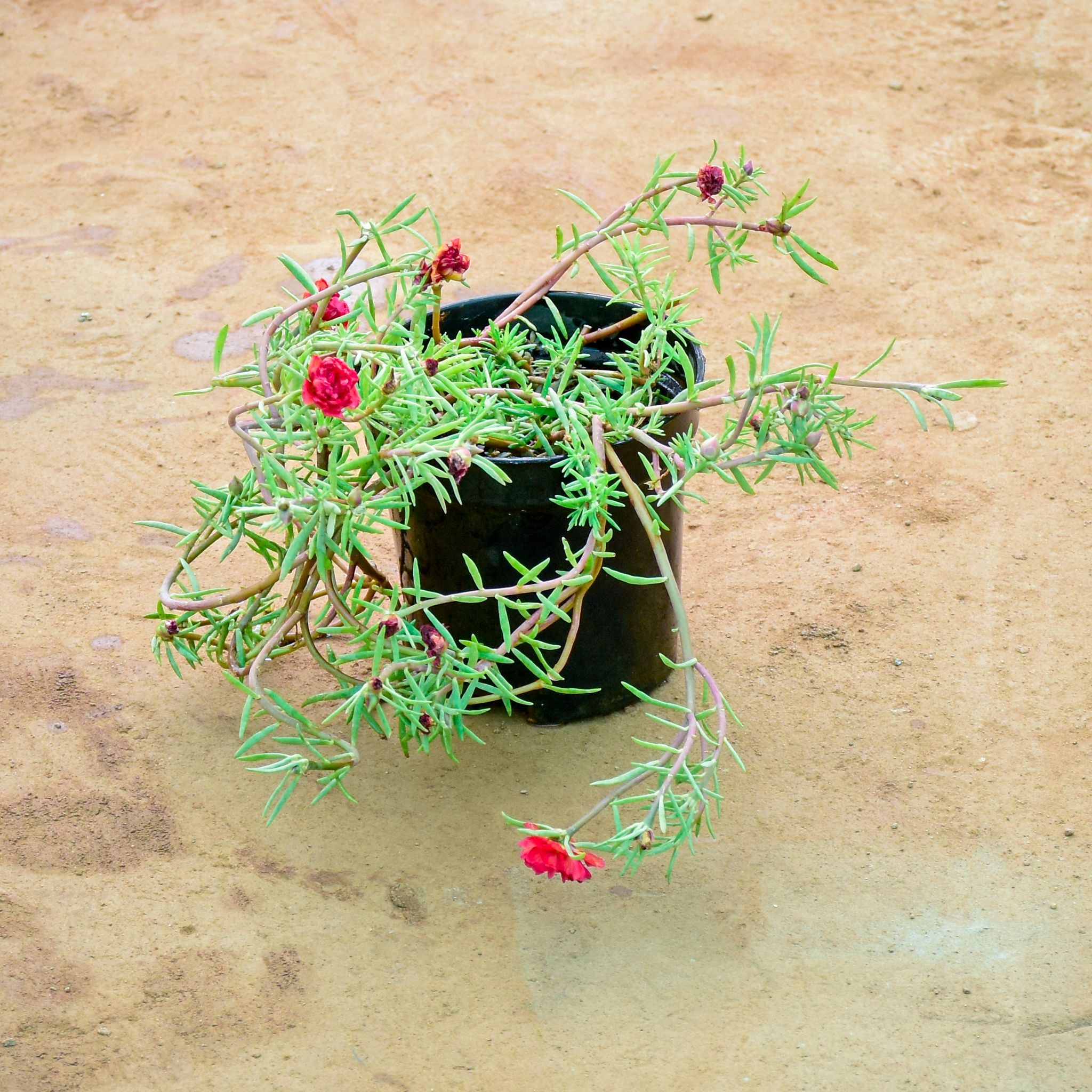 Portulaca Moss Rose (Any colour) in 6 Inch Nursery Pot