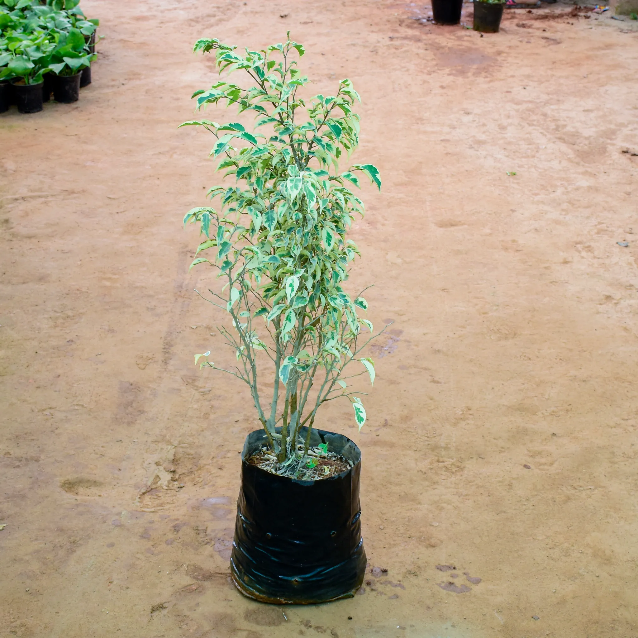 Ficus Starlight in 10 Inch Nursery Bag