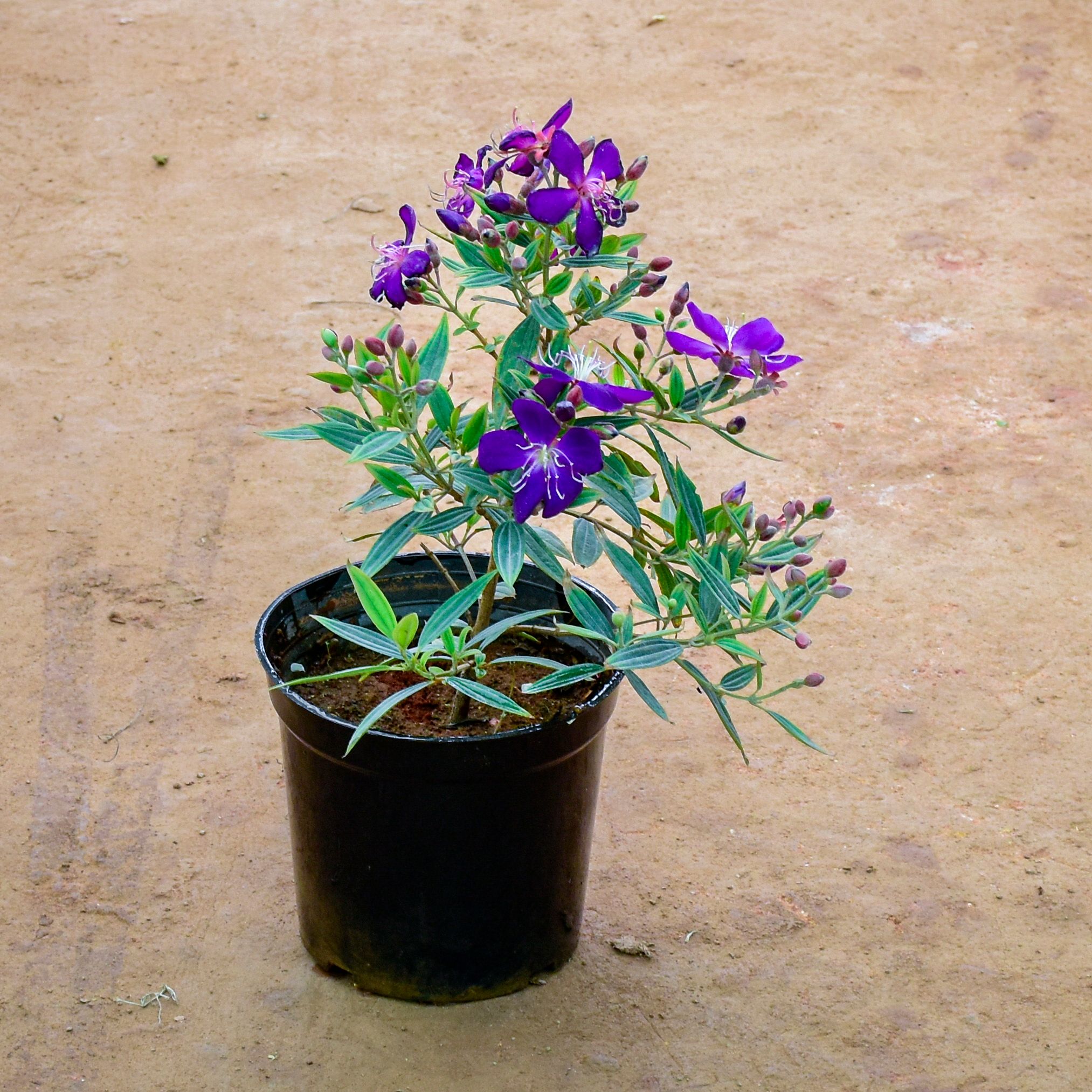 Begum Bahar (Any Colour) in 6 Inch Nursery Pot