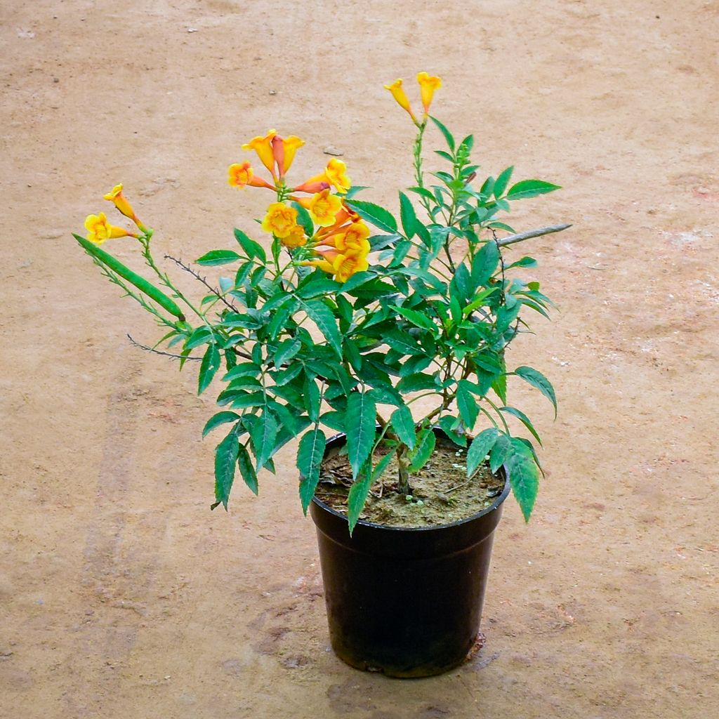 Buy Tecoma Orange in 6 Inch Nursery Pot Online | Urvann.com Tecoma Orange in 6 Inch Nursery Pot