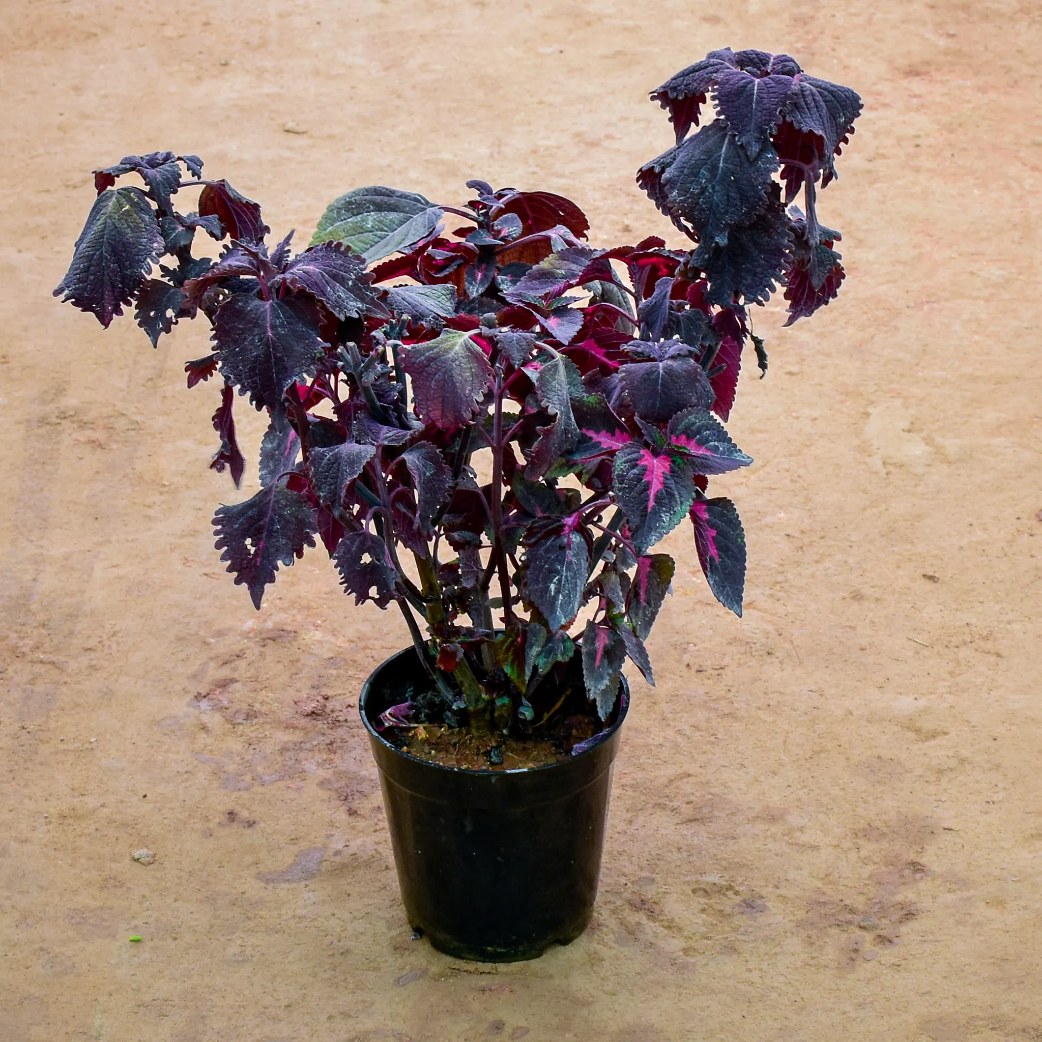 Coleus in 6 Inch Nursery Pot