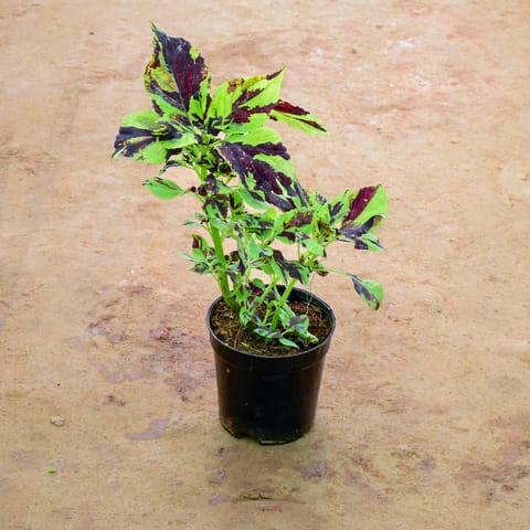 Coleus in 6 Inch Nursery Pot