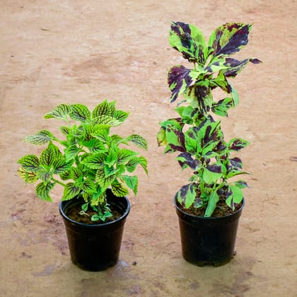 Buy Set of 2 - Coleus in 6 Inch Nursery Pot Online | Urvann.com