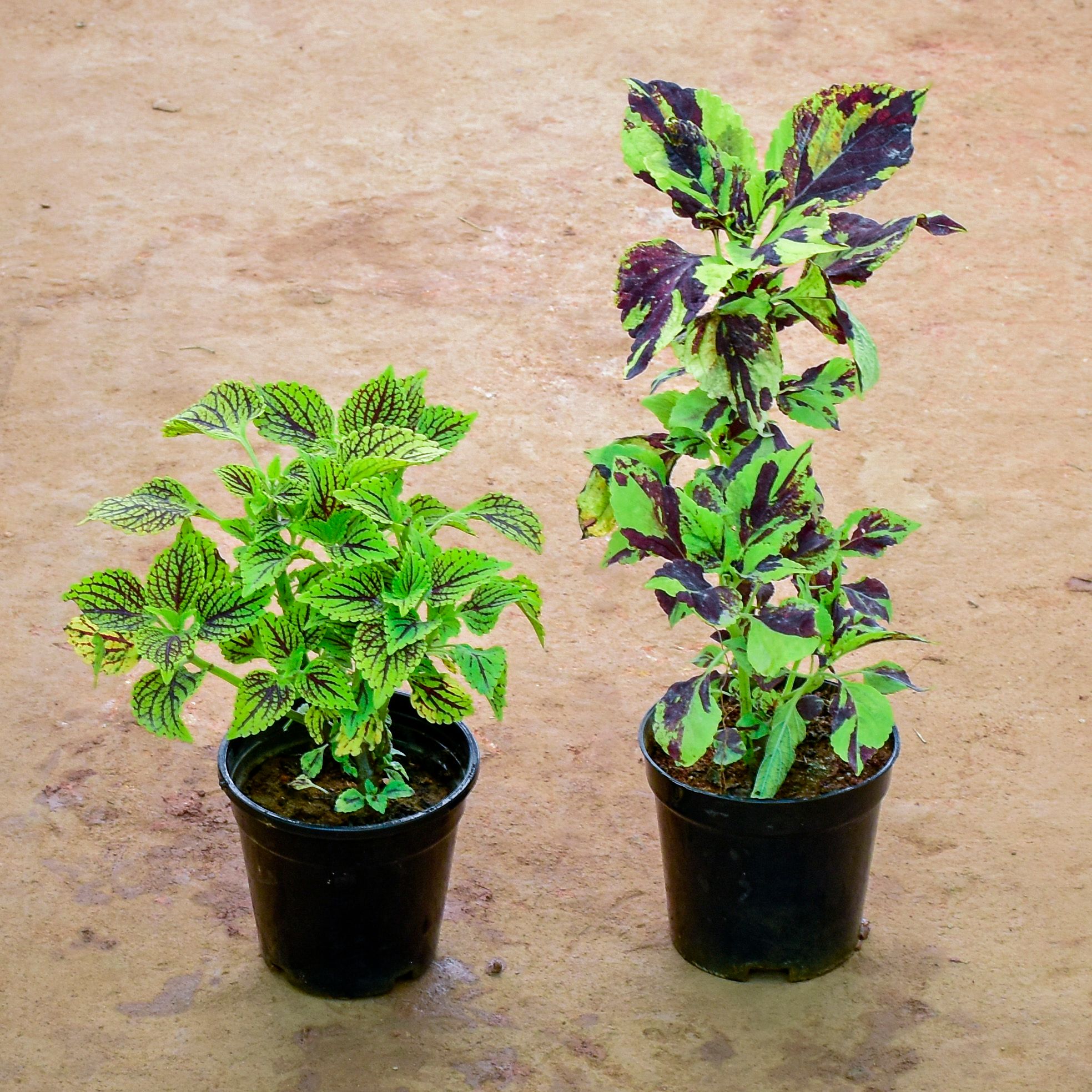 Set of 2 - Coleus in 6 Inch Nursery Pot