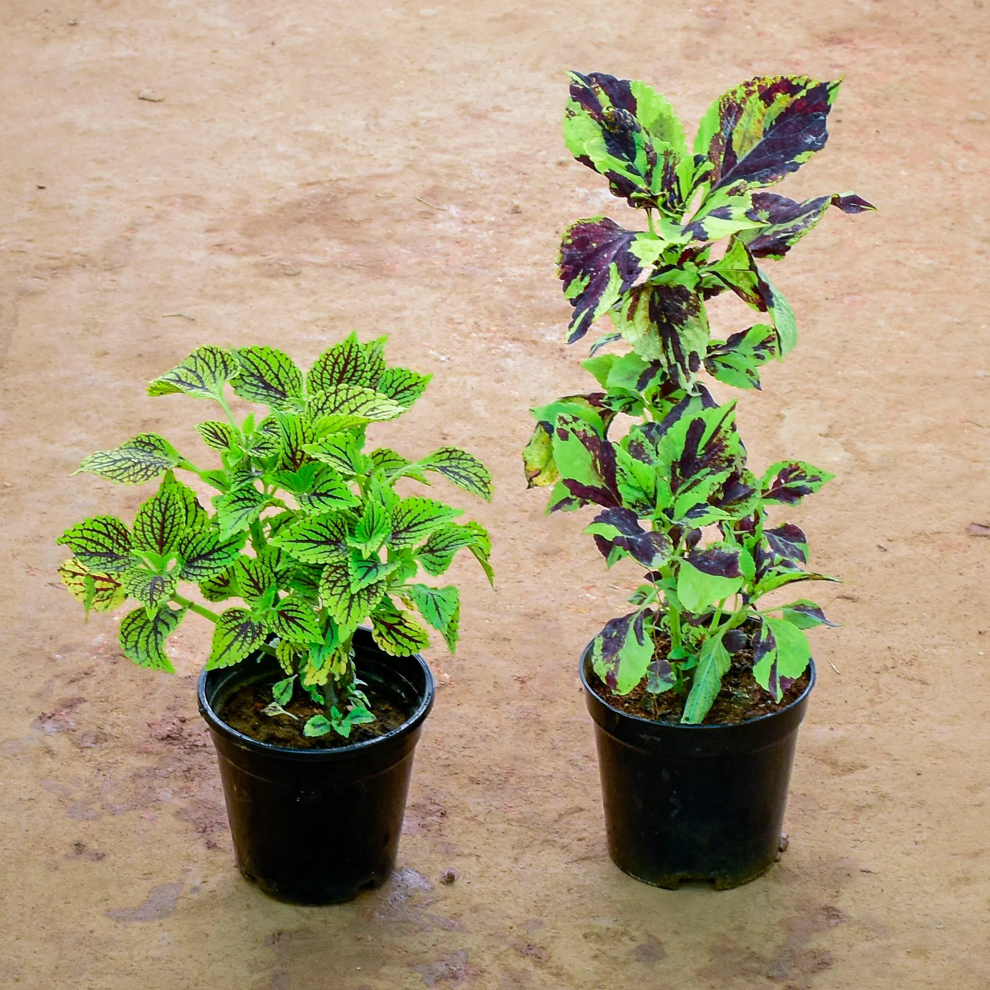 Set of 2 - Coleus in 6 Inch Nursery Pot