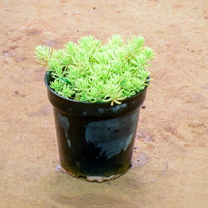 Buy Sedum Lineare Succulent in 6 Inch Nursery Pot Online | Urvann.com